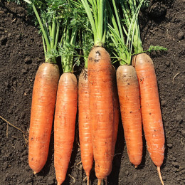 Морковь Коралина F1 (2.4-2.6) (100.000 семян) EZ