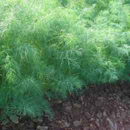 Укроп Годкрон (250 000 семян) EZ