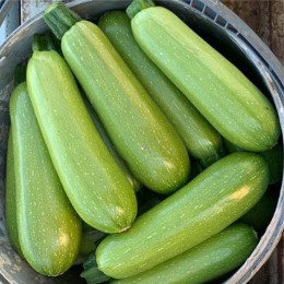 Кабачок Инесса F1 (1000 семян)