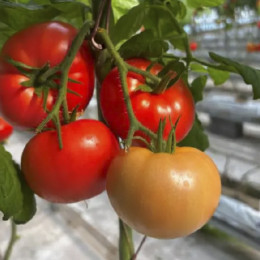 Томат Мариетта F1 (1000 семян) EZ