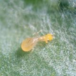 Амблисейус свирский (5л/125.000 ос) Amblyseius swirskii