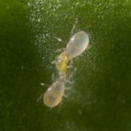 Амблисейус свирский (5л/125.000 ос) Amblyseius swirskii