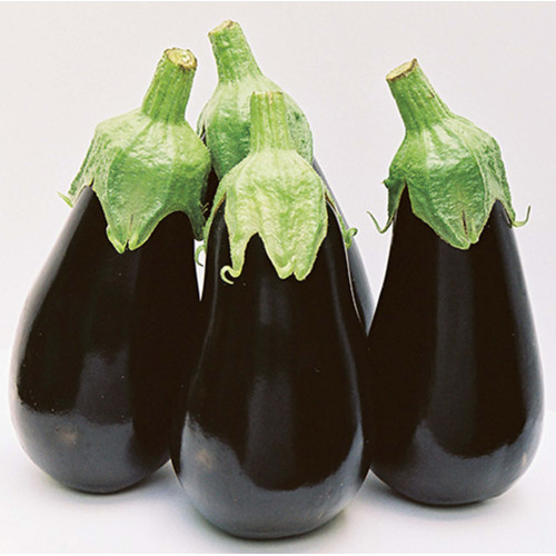 Баклажан Дарк Найт F1 (1000 семян) EZ