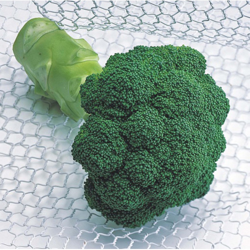 Брокколи Квинта F1 EZ