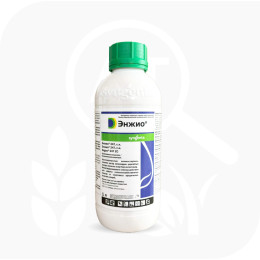 Энжио Топ, с.к. (1л)