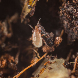 Гипоаспис майлис (вед/5л/100.000 ос) Hypoaspis miles