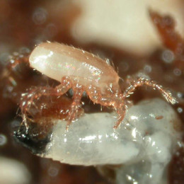 Гипоаспис майлис (вед/5л/100.000 ос) Hypoaspis miles