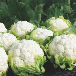 Капуста цветная Синерджи F1 (2500 семян) EZ