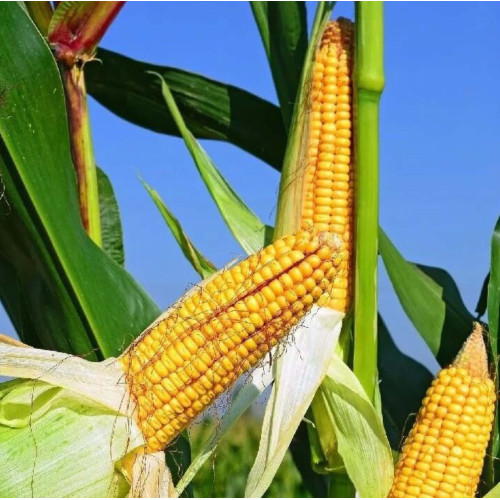 Кукуруза BT 6470 (50 000 семян) Biotek — высокоурожайный гибрид с отличной устойчивостью