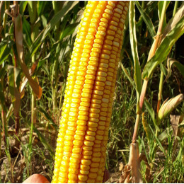 Кукуруза Гидро F1 Syngenta