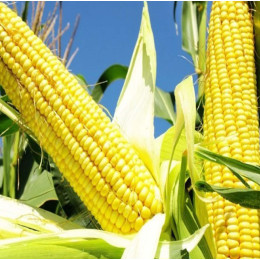 Кукуруза Гладиус F1 Syngenta