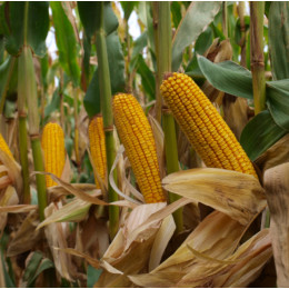 Кукуруза HIVA (50 000 семян) Biotek