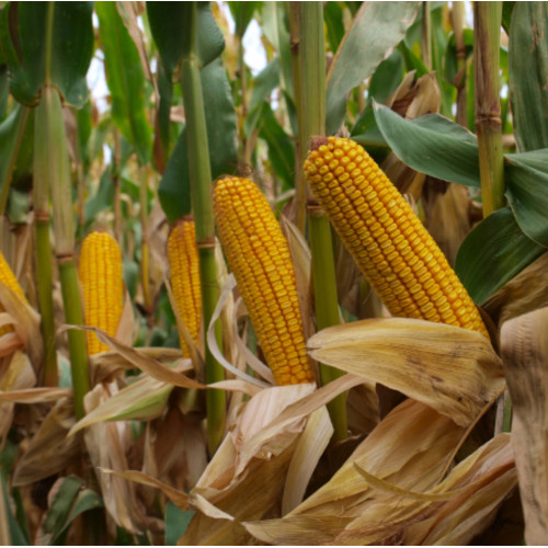 Кукуруза HIVA (50 000 семян) Biotek — высокоурожайный гибрид с отличной засухоустойчивостью