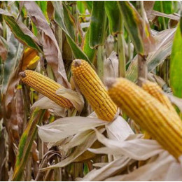 Кукуруза MACHA Green Life Seed