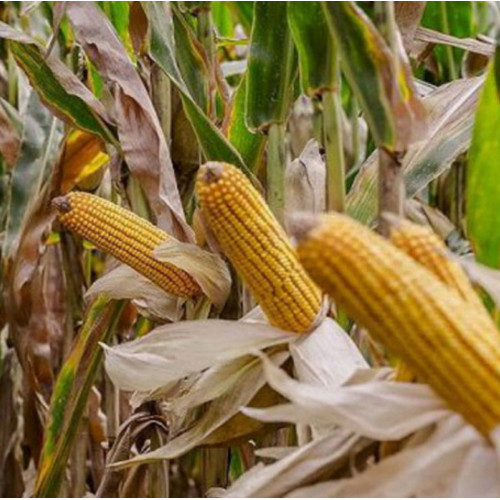 Кукуруза MACHA — высокоурожайный сорт с отличными агрономическими характеристиками