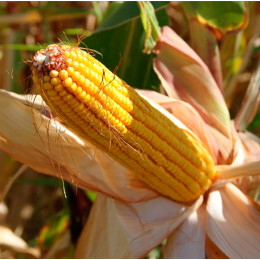 Кукуруза Майами F1 Syngenta