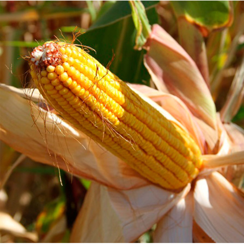 Кукуруза Майами F1 Syngenta — высокоурожайный гибрид с отличным качеством зерна