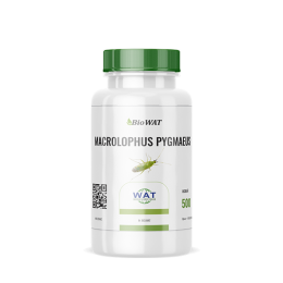 Макролофус - Macrolophus pygmaeus 1 бутылка (500 особей)