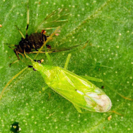 Макролофус пигмееус (500 ос) Macrolophus pygmaeus