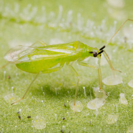 Макролофус пигмееус (500 ос) Macrolophus pygmaeus