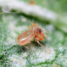 Неосейулюс калифорникус (пак/5л/125.000 ос) Neoseiulus californicus