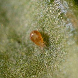 Неосейулюс калифорникус (пак/5л/125.000 ос) Neoseiulus californicus