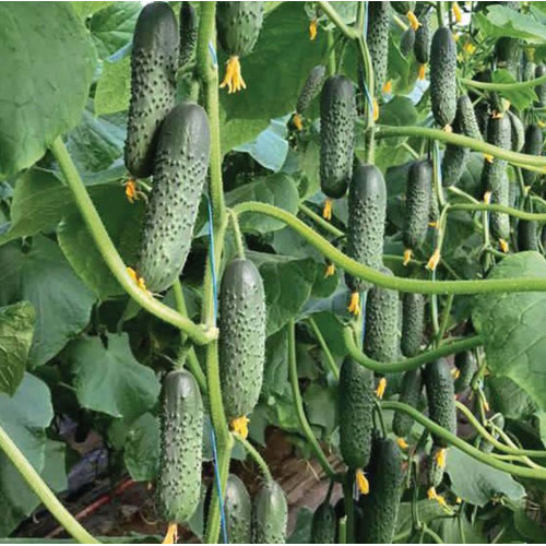 Огурец Томирис F1 (1000 семян) EZ