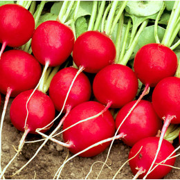 Редис Селеста F1 (250 гр) EZ