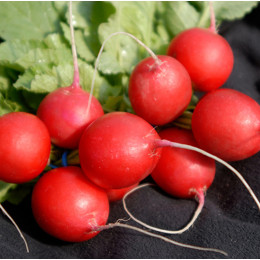 Редис Вена F1 EZ