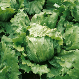 Салат айсберг Даймонд (5000 семян) драже EZ