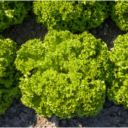 Салат лолло бьонда Илема (5000 семян) EZ