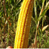 Семена кукурузы Гидро F1
