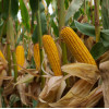 Семена кукурузы HIVA (50 000 семян)
