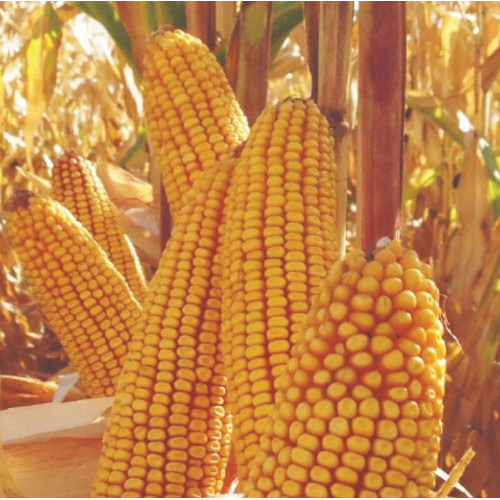 Семена кукурузы PL 472