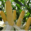 Семена кукурузы TORRO 
