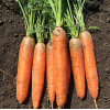 Семена моркови Коралина F1 1.6-1.8 EZ