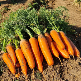 Семена моркови проминанс (1,8-2,0) EZ