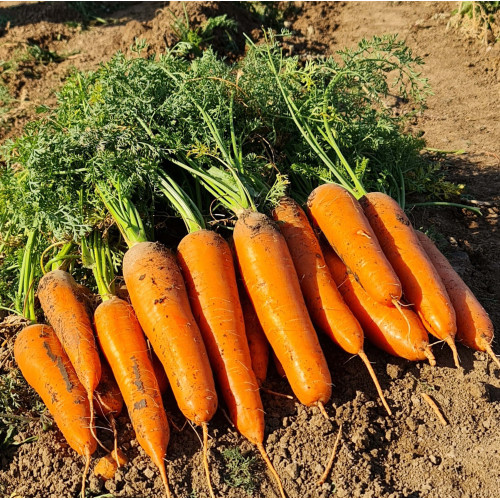 Семена моркови проминанс (1,8-2,0) EZ