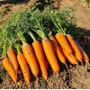 Семена моркови Проминанс EZ