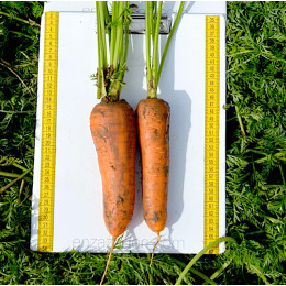 Семена Моркови Тангерина 1,8-2,0 EZ