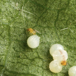 Трихограмма ахея - Trichogramma achaeae 100гр 