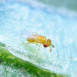 Трихограмма ахея - Trichogramma achaeae 100гр 